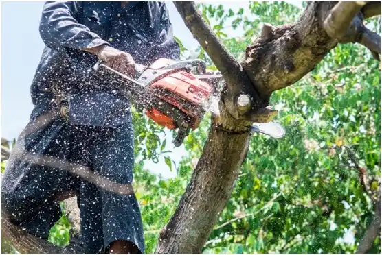 tree services Clarendon